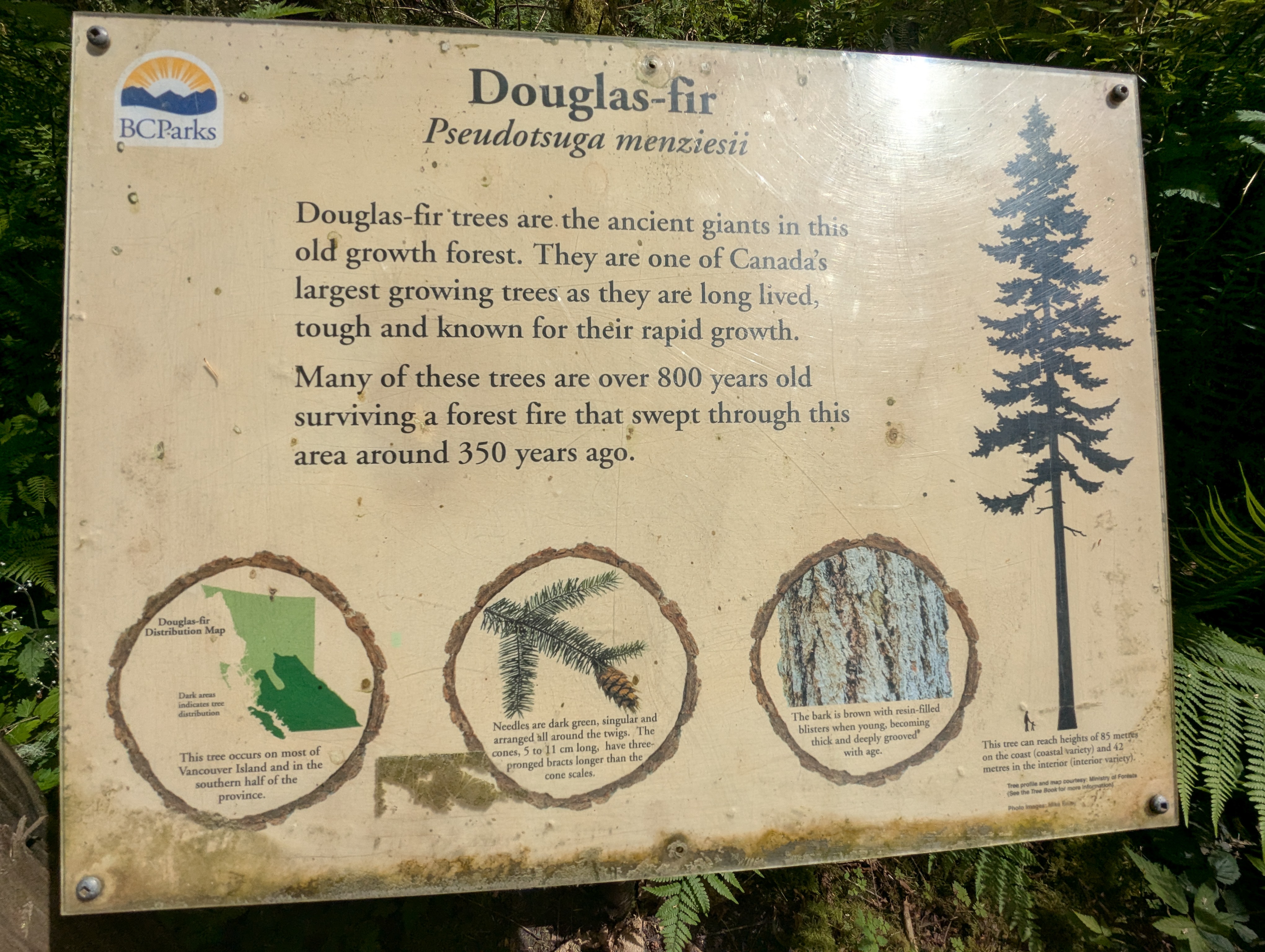 Birthday Trip to Canada, Cathedral Grove, Vancouver Island